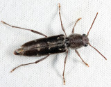 Arrowhead Borer - Xylotrechus sagittatus