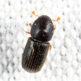 Xyleborus seriatus