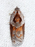 3543 - Stained-back Leafroller - Acleris maculidorsana