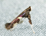 0642 - Caloptilia umbratella