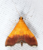 5040 - Bicolored Pyrausta - Pyrausta bicoloralis