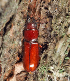 Pole Borer - Neandra brunnea 