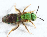 Silky Striped-Sweat bee - Agapostemon sericeus