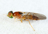 Sargus elegans