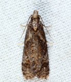 3822 - Phtheochroa riscana