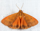 8121 - Orange Virbia - Virbia aurantiaca