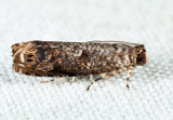 2701 - Sumac Leaftier - Episimus argutanus
