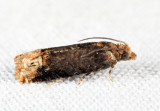 2929 - Buff-tipped Eucosma - Eucosma ochroterminana