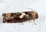 3202 - Bidens Borer - Epiblema otiosana