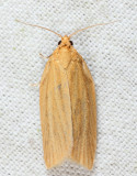 3684 - Clemens Clepsis Moth - Clepsis clemensiana