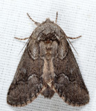 7999 - Double-lined Prominent - Lochmaeus bilineata