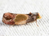 2749 - Sculptured Moth - Eumarozia malachitana
