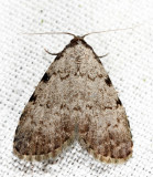 8427 - Spot-edged Dyspyralis - Dyspyralis puncticosta