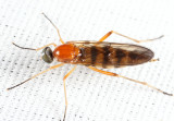 Dialysis elongata