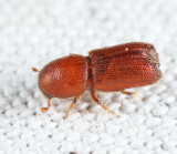 Orthotomicus caelatus