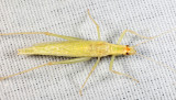 Narrow-winget Tree Cricket - Oecanthus niveus