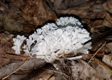 Tremellodendron schweinitzii