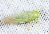 Leafhoppers genus Chlorotettix