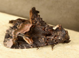 9057 - Black Wedge-Spot - Homophoberia apicosa