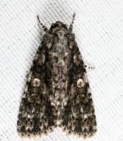 9254 - Afflicted Dagger - Acronicta afflicta