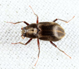 Long-toed Water Beetles - Dryopidae