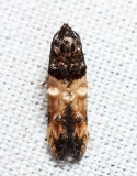 Walshia sp. 8-15