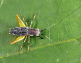 Handsome Trig - Phyllopalpus pulchellus (immature)