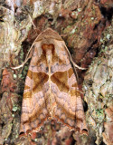 9547 - Brown Angle Shades - Phlogophora periculosa