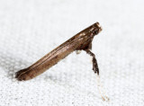 0630 - Sumac Leafblotch Miner - Caloptilia rhoifoliella