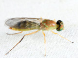 Ptecticus trivittatus