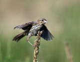 Song Sparrow - Melospiza melodia