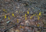 Clavulinopsis fusiformis (Golden Spindle)