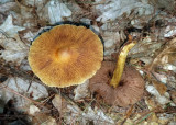 Cortinarius corrugatus