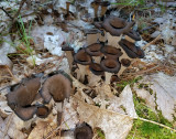 Craterellus fallax (Black Trumpet)
