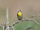 Dickcissel - Spiza americana