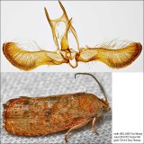 3494 Filbertworm Moth Cydia latiferreana