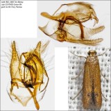 0144 – Oak Blotch Miner Moth – Tischeria quercitella