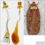 0869  Walsinghams Agonopterix Moth  Agonopterix walsinghamella