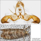 3446 Corticivora clarki