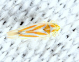 Erythridula sp.