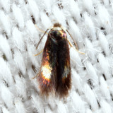Stigmella multispicata 8-28