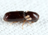 American Utilizable Wood Bark Beetle - Gnathotrichus materiarius