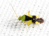 Ornate Plant Bug - Reuteroscopus ornatus