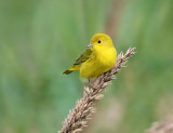 Yellow Warbler - Setophaga petechia