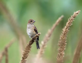 Indigo Bunting - Passerina cyanea