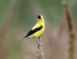 American Goldfinch - Spinus tristis