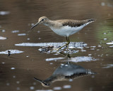 Solitary Sandpiper - Tringa solitaria