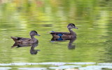 Wood Ducks - Aix sponsa (immature)