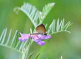 Least Skipper - Ancyloxypha numitor