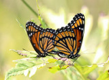Viceroy - Limenitis archippus (mating)